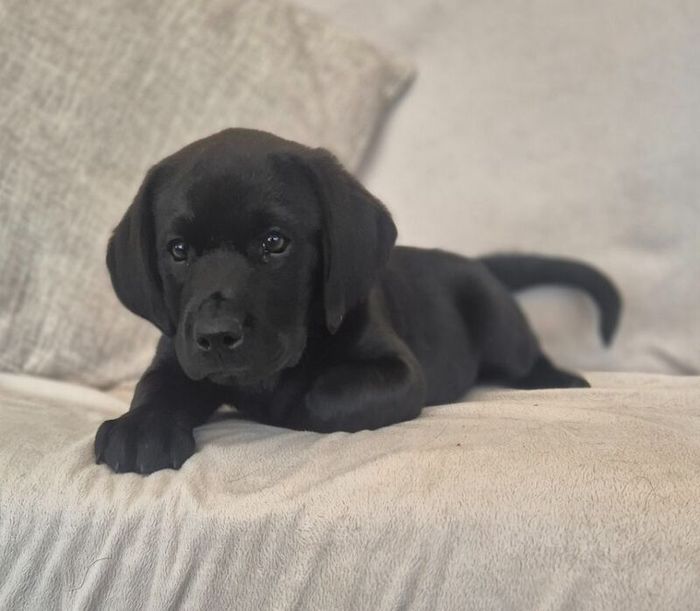 Labrador Retriever puppies for sale in Gainsborough, Lincolnshire – KC registered, 9 weeks old