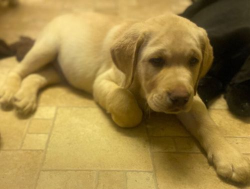 Stunning chunky Labrador puppies for sale in Kingston upon Hull, East Riding of Yorkshire