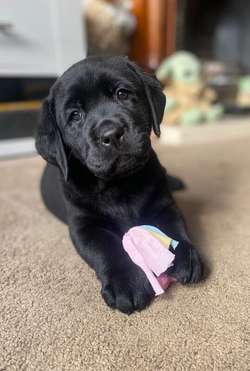 Stunning chunky Labrador puppies for sale in Kingston upon Hull, East Riding of Yorkshire | Image 2