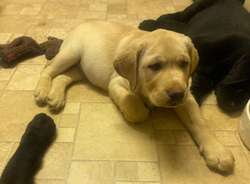 Stunning chunky Labrador puppies for sale in Kingston upon Hull, East Riding of Yorkshire | Image 3