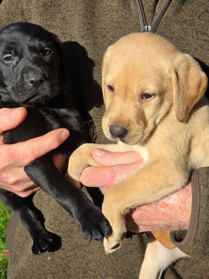 Labrador Retriever puppies for sale in Halesworth, Suffolk – KC registered, 6 weeks old