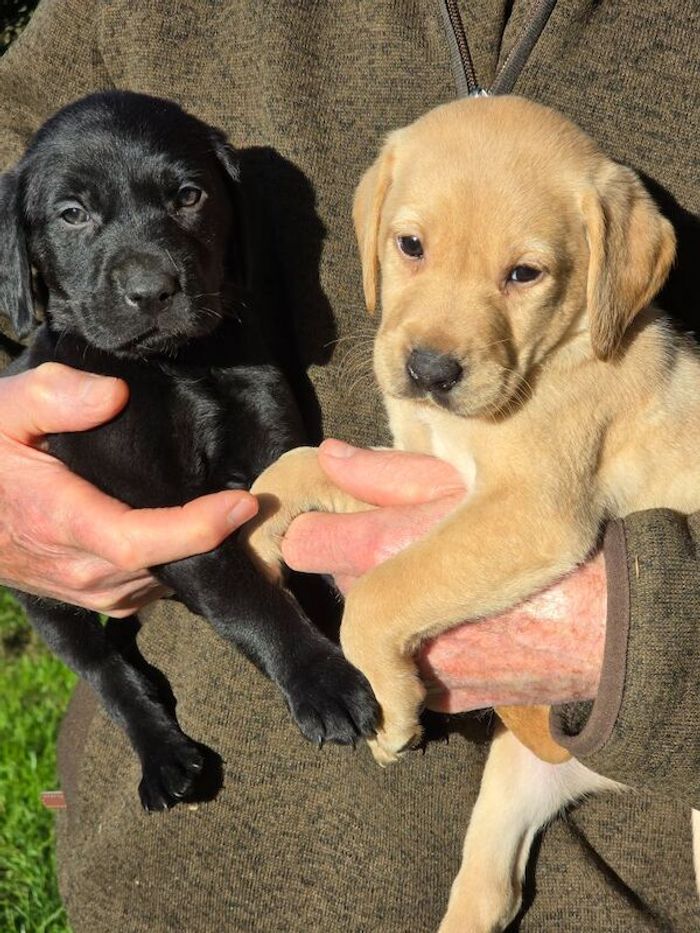 Labrador Retriever puppies for sale in Halesworth, Suffolk – KC registered, 6 weeks old - Image 2 of 8