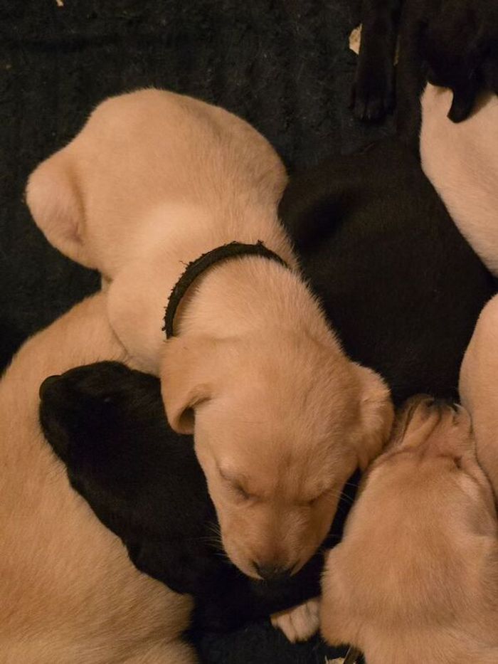Labrador Retriever puppies for sale in Halesworth, Suffolk – KC registered, 6 weeks old - Image 3 of 8