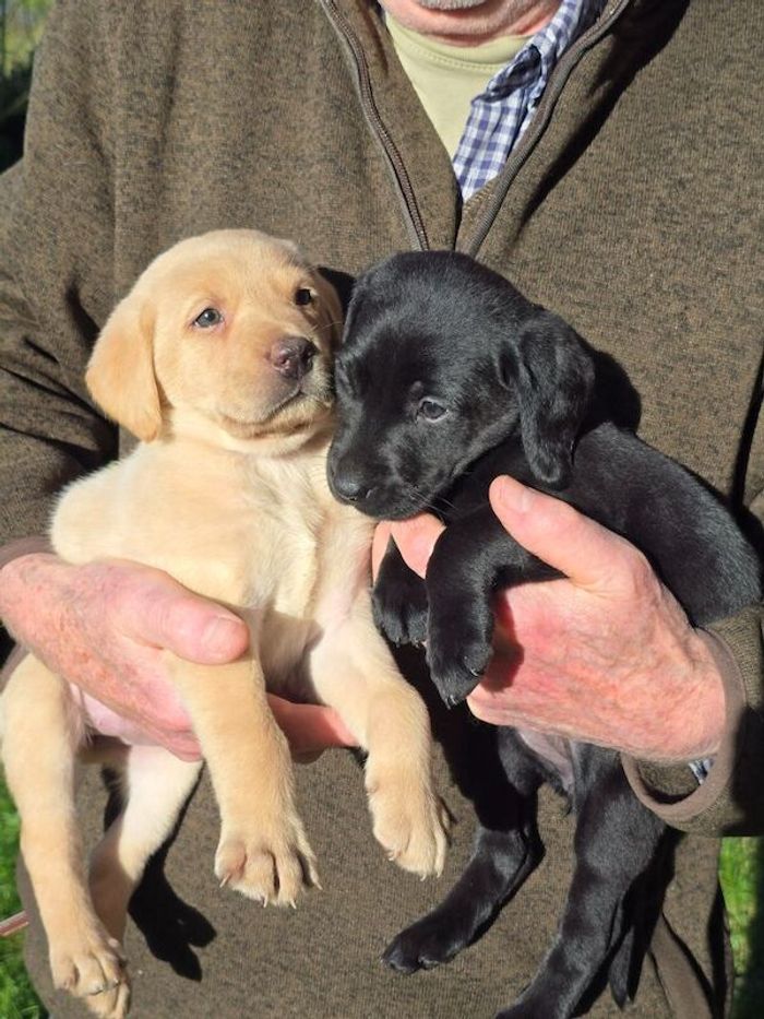 Labrador Retriever puppies for sale in Halesworth, Suffolk – KC registered, 6 weeks old - Image 5 of 8