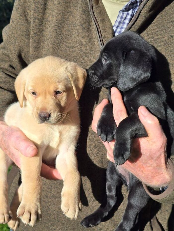 Labrador Retriever puppies for sale in Halesworth, Suffolk – KC registered, 6 weeks old - Image 6 of 8