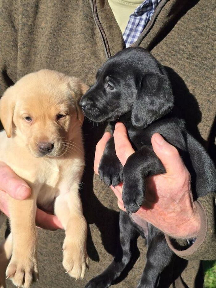 Labrador Retriever puppies for sale in Halesworth, Suffolk – KC registered, 6 weeks old - Image 7 of 8