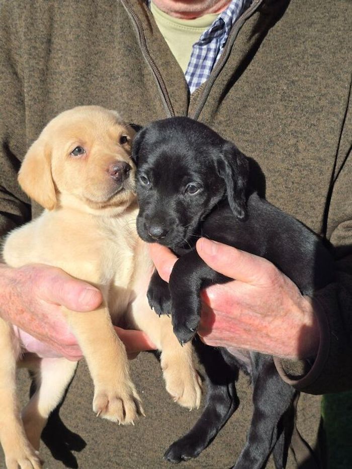 Labrador Retriever puppies for sale in Halesworth, Suffolk – KC registered, 6 weeks old - Image 8 of 8