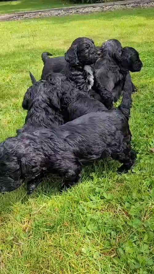 Stunning F1 Cockerpoo puppies for sale in Banbury, Oxfordshire