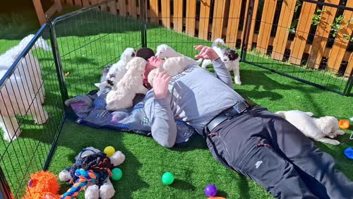 Stunning F1b Cockapoo Puppies for sale in Wakefield, West Yorkshire