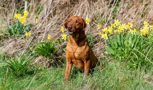 Stunning Fox Red - Council Licensed for sale in Gaerwen, Isle of Anglesey - Image 10