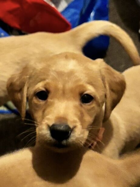 Irish kennel club dogs for best sale sale