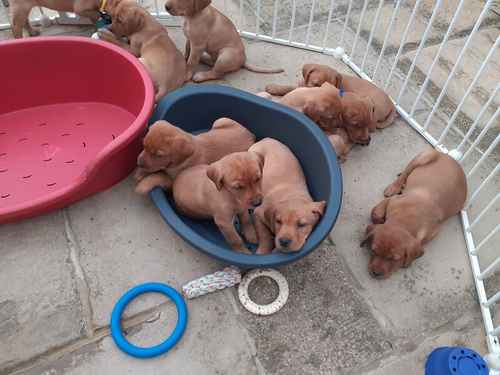STUNNING FOX RED KC REG WORKING BRED LABRADOR PUPPIES for sale in Bedford, Bedfordshire