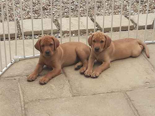 STUNNING FOX RED KC REG WORKING BRED LABRADOR PUPPIES for sale in Bedford, Bedfordshire