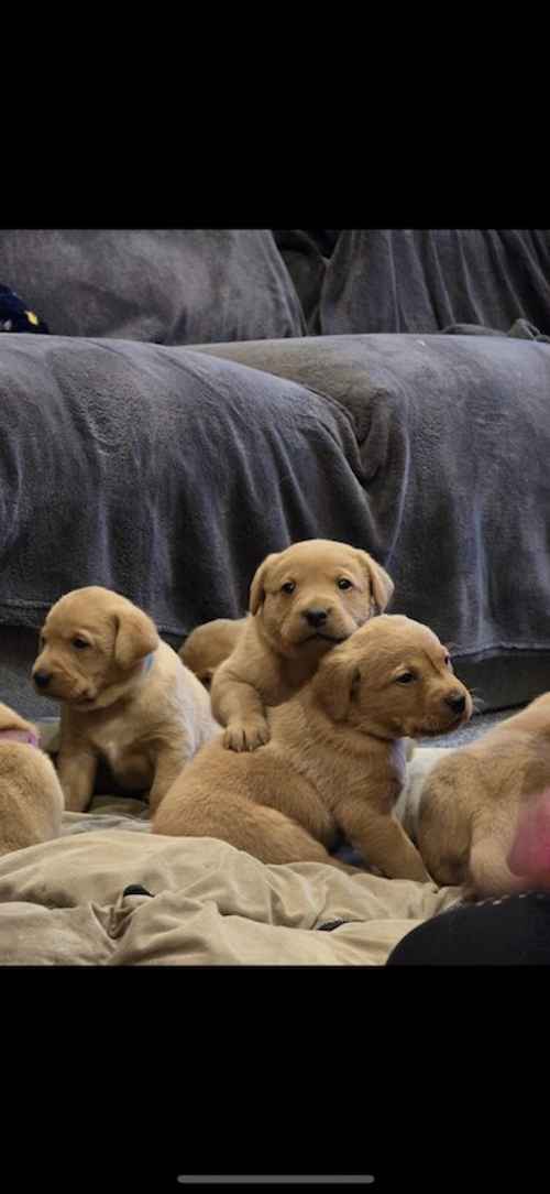 Stunning fox red Labrador puppies for sale in Bingley, West Yorkshire