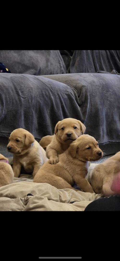 Stunning fox red Labrador puppies for sale in Bingley, West Yorkshire - Image 1