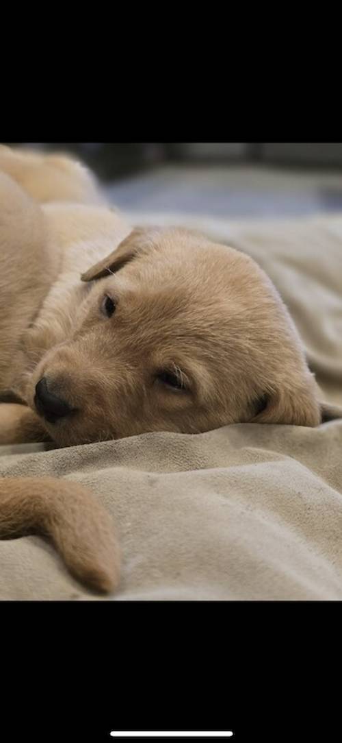 Stunning fox red Labrador puppies for sale in Bingley, West Yorkshire - Image 2