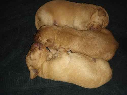 Last 1 Boy Stunning Fox red labrador pups for sale in Irvine, North Ayrshire