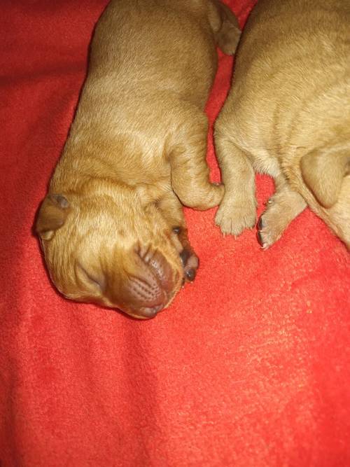 Stunning Fox red labrador pups for sale in Irvine, North Ayrshire - Image 3