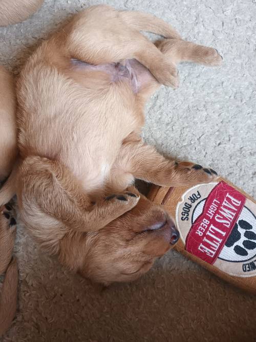 Stunning Fox red labrador pups for sale in Irvine, North Ayrshire - Image 4