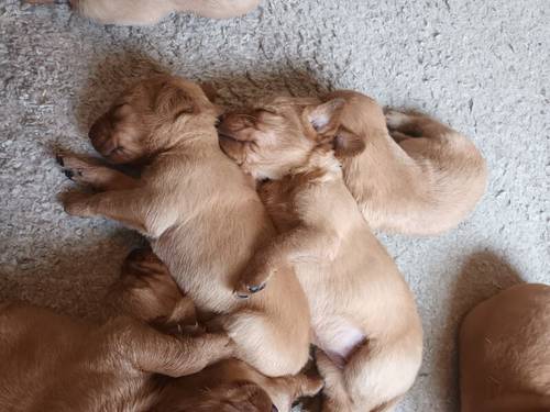 Stunning Fox red labrador pups for sale in Irvine, North Ayrshire - Image 5