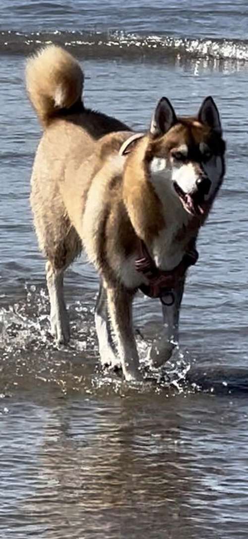 Stunning Fox Red Labrador Retriever x Red Siberian Husky for sale in Oxfordshire