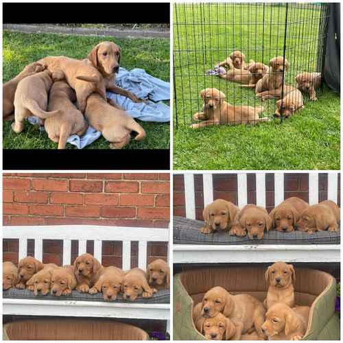 Stunning Fox Red Labradors Ready now for sale in Ilkeston, Derbyshire