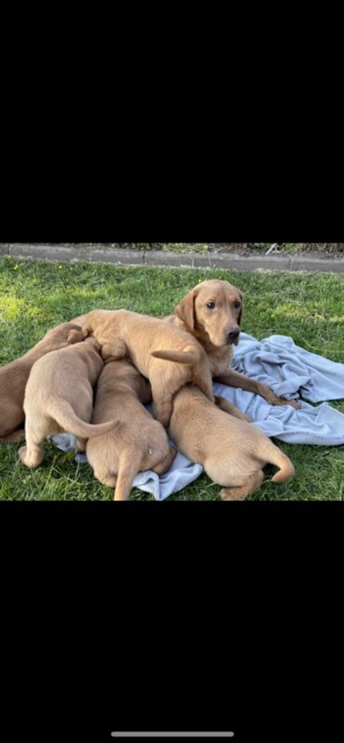 Stunning Fox Red Labradors Ready now for sale in Ilkeston, Derbyshire - Image 2