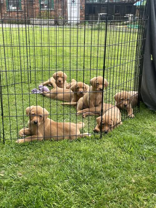 Stunning Fox Red Labradors Ready now for sale in Ilkeston, Derbyshire - Image 3