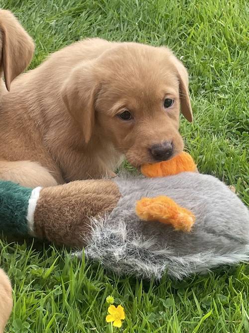 Stunning Fox Red Labradors Ready now for sale in Ilkeston, Derbyshire - Image 4