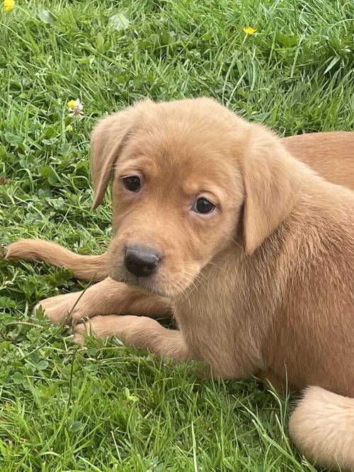 Stunning Fox Red Labradors Ready now for sale in Ilkeston, Derbyshire - Image 5