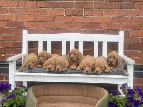 Stunning Fox Red Labradors Ready now for sale in Ilkeston, Derbyshire - Image 6