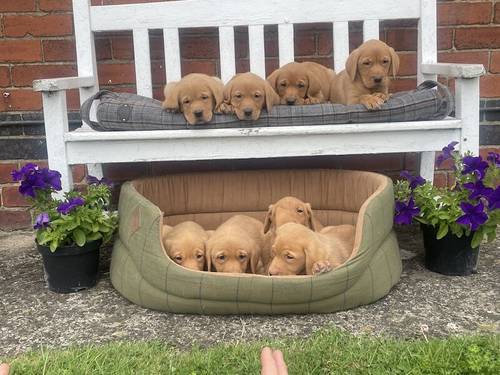 Stunning Fox Red Labradors Ready now for sale in Ilkeston, Derbyshire - Image 7