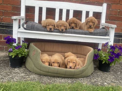 Stunning Fox Red Labradors Ready now for sale in Ilkeston, Derbyshire - Image 8