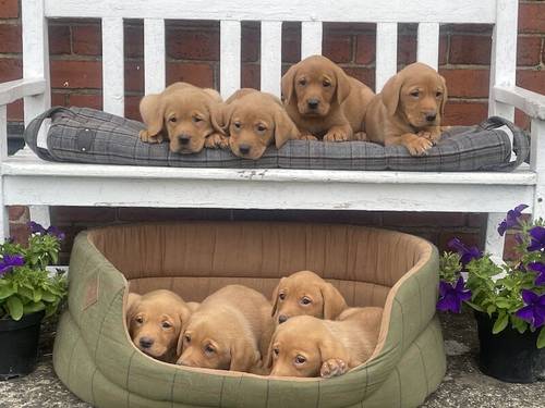 Stunning Fox Red Labradors Ready now for sale in Ilkeston, Derbyshire - Image 9