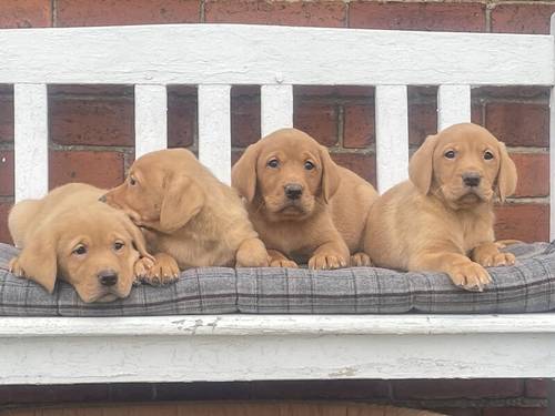 Stunning Fox Red Labradors Ready now for sale in Ilkeston, Derbyshire - Image 10