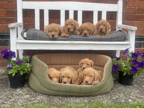 Stunning Fox Red Labradors Ready now for sale in Ilkeston, Derbyshire - Image 11