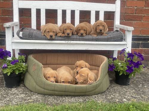 Stunning Fox Red Labradors Ready now for sale in Ilkeston, Derbyshire - Image 12