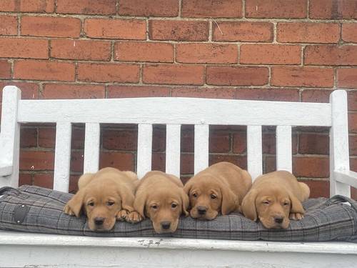 Stunning Fox Red Labradors Ready now for sale in Ilkeston, Derbyshire - Image 13