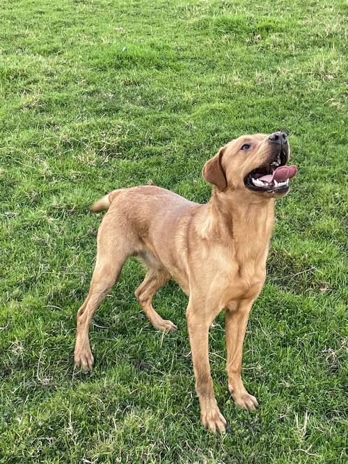 Stunning Fox Red Labradors Ready now for sale in Ilkeston, Derbyshire - Image 14