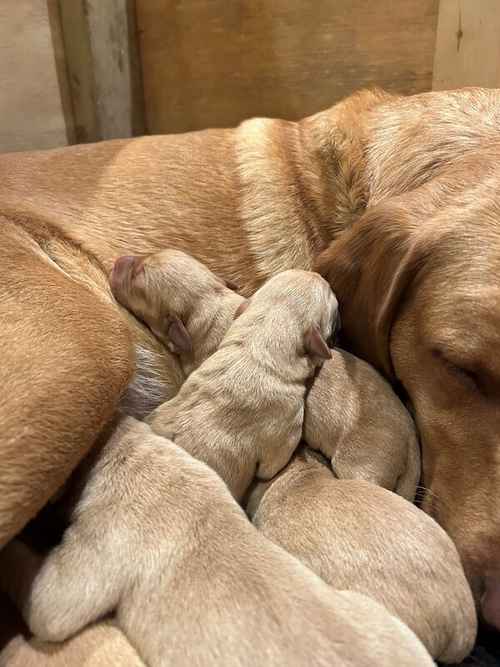 Stunning KC Fox Red Labs - Ready 03/04 for sale in Pulborough, West Sussex