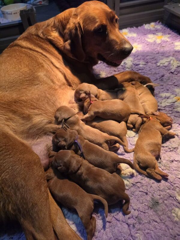 Stunning fox red pups available