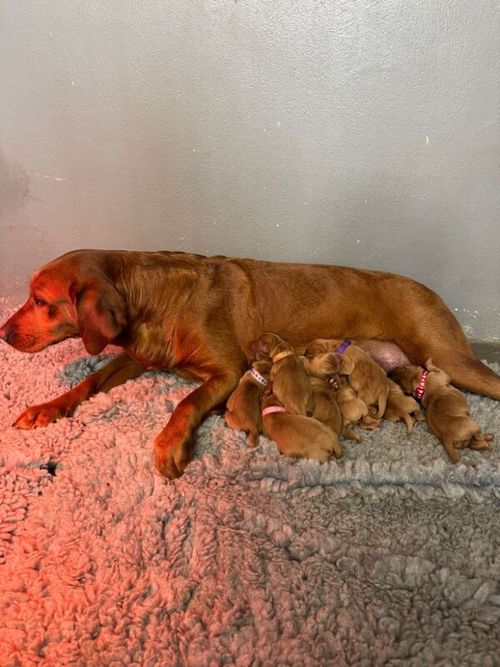 Stunning Fox Reds - Excellent breeding for sale in Pilling, Lancashire