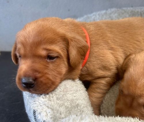 Stunning Fox Reds - Excellent breeding for sale in Pilling, Lancashire