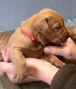 Stunning Fox Reds - Excellent breeding for sale in Pilling, Lancashire | Image 2