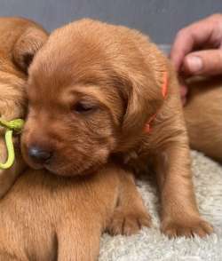 Stunning Fox Reds - Excellent breeding for sale in Pilling, Lancashire | Image 3