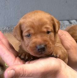 Stunning Fox Reds - Excellent breeding for sale in Pilling, Lancashire | Image 4