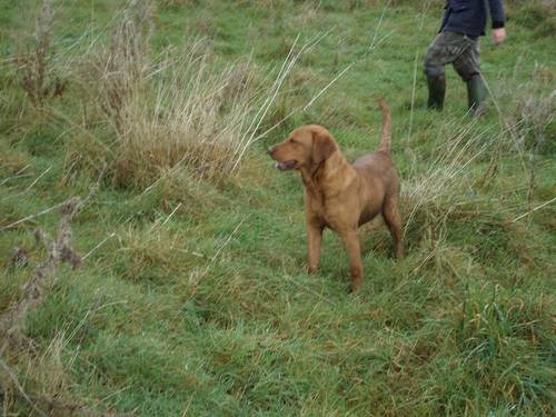 Stunning Ftch dark fox red Labradors for sale in Manchester, Greater Manchester - Image 4