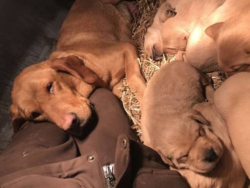 Stunning Ftch dark fox red Labradors for sale in Manchester, Greater Manchester - Image 5