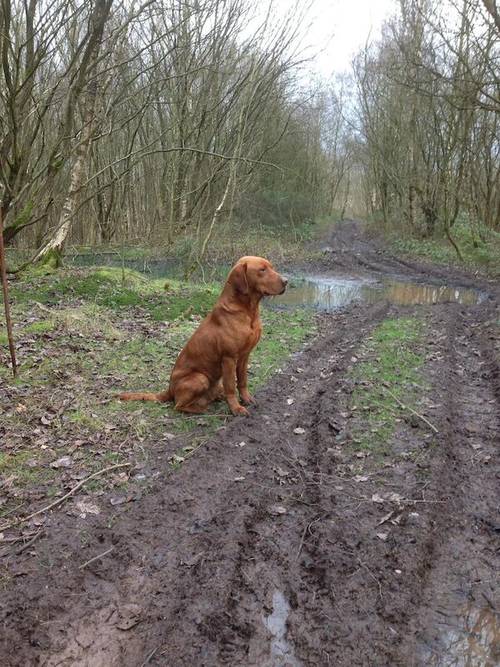 Stunning Ftch dark fox red Labradors for sale in Manchester, Greater Manchester - Image 6