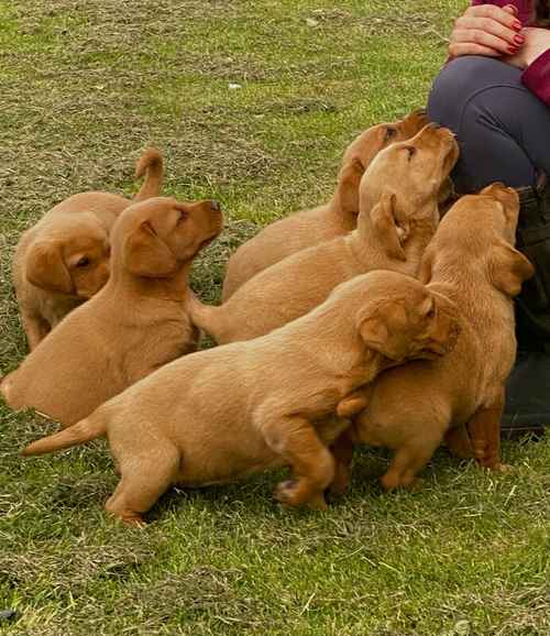 Stunning Ftch dark fox red Labradors for sale in Manchester, Greater Manchester